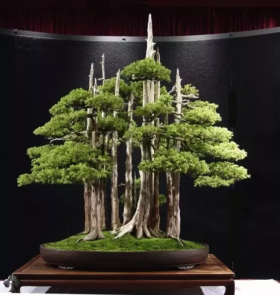 How are bonsai plants better than others?