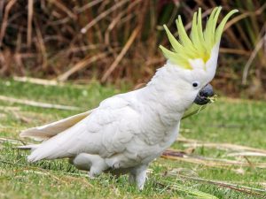 Top 10 Things to Take Note of Before Getting a Baby Cockatoo!