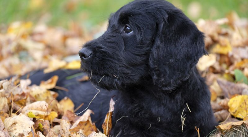 Guide to the Characteristics and Care of the Mini Labradoodle