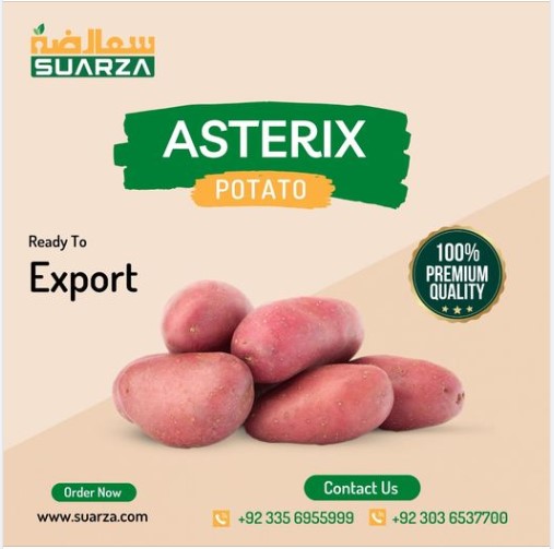 SUARZA - Premium Quality Fruits & Vegetabels Exporter