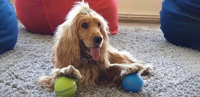 <strong>Peppy Pet Ball Reviews (Critical Update): Why Peppy Pet Ball is the Best Pet Toy.</strong>