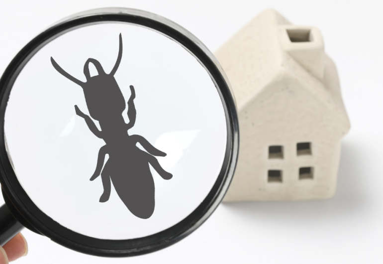 Law Firm for Roaches in Apartment