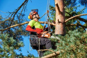 Tips From A Tree Service Expert On Choosing The Right Tree For Your Property