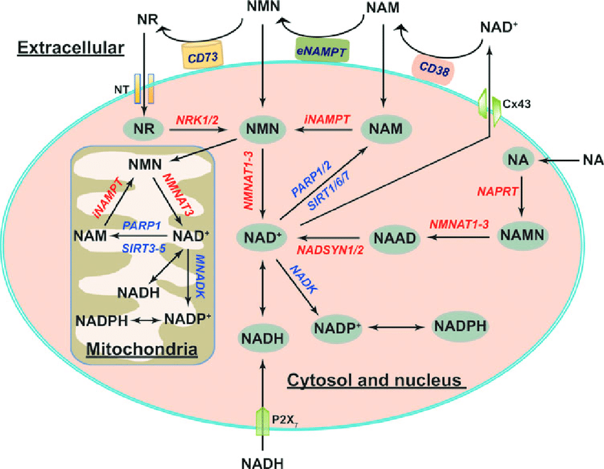 Unveiling the Power of Nicotinamide Adenine Dinucleotide (NAD+): Your Cellular Energy Currency