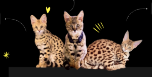 Savannah Cats for sale: Your manual to Bringing home an distinctive tom cat friend
